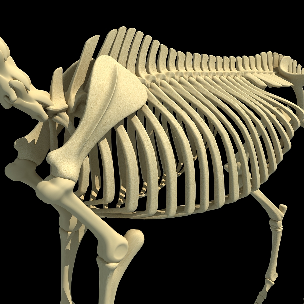 3d model horse skeleton