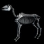 3d model horse skeleton