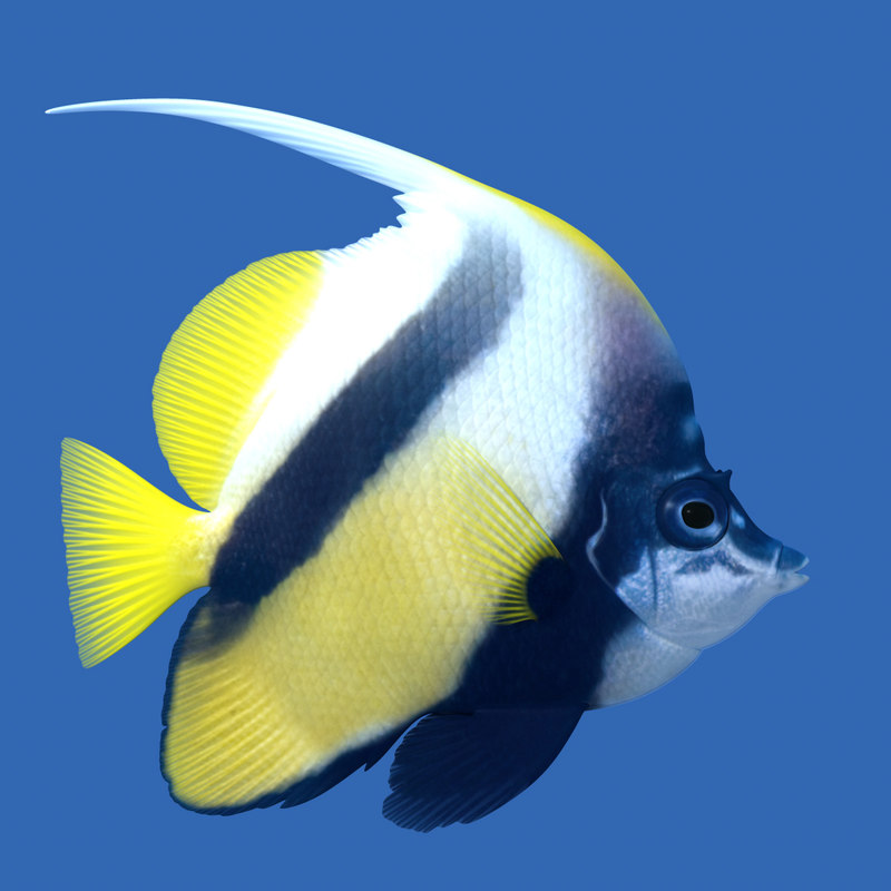 3ds longfin bannerfish heniochus acuminatus