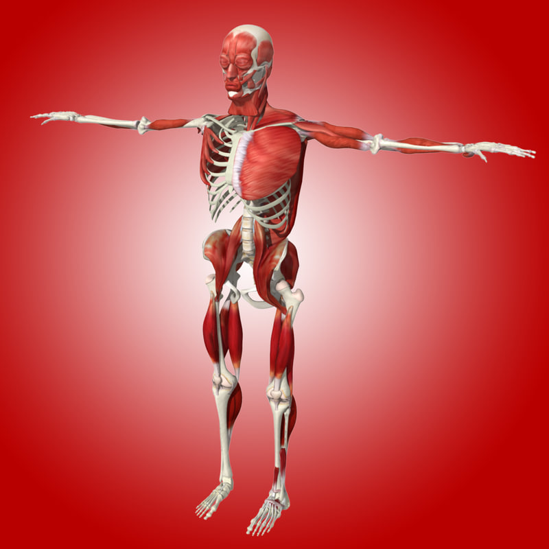 Bones and muscles. Скелет с мышцами. Мышцы и кости. Скелет человека в полный рост.