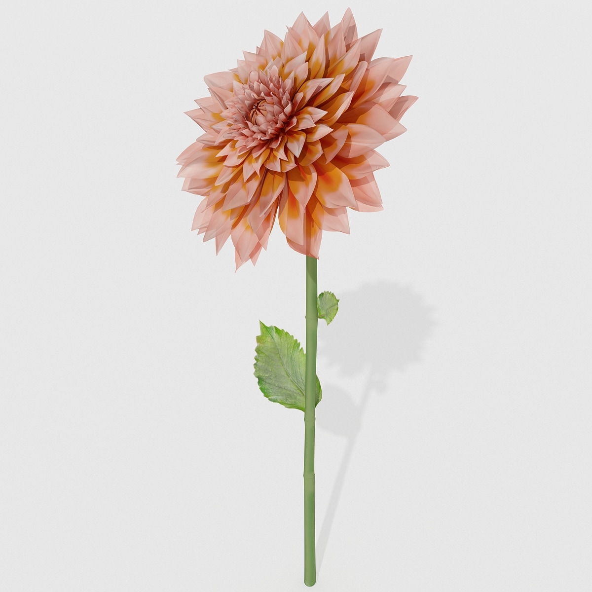  dahlias  flower  3d  model 