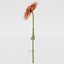 dahlias flower 3d model
