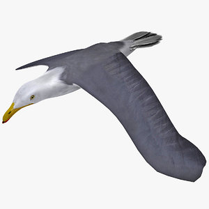 3d model flying gull 1 rigged