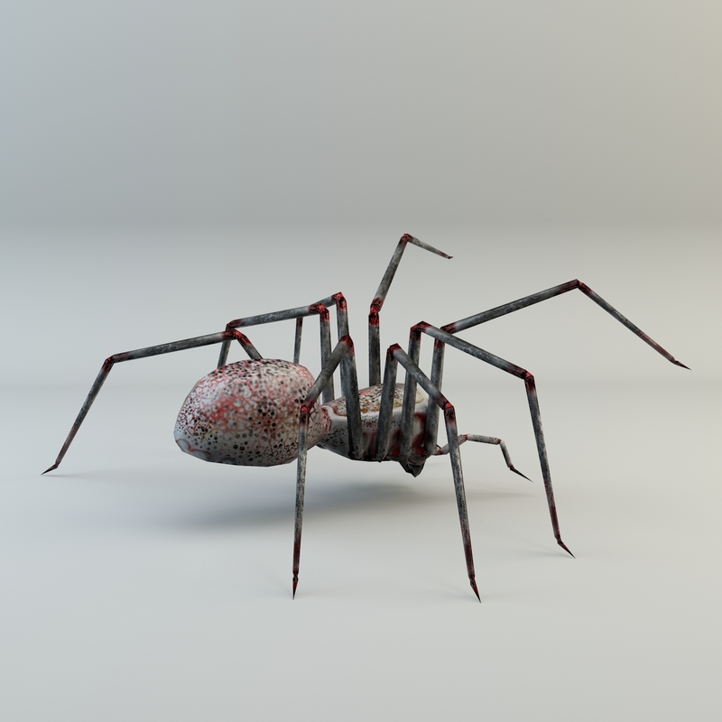 Free Spider 3d Model