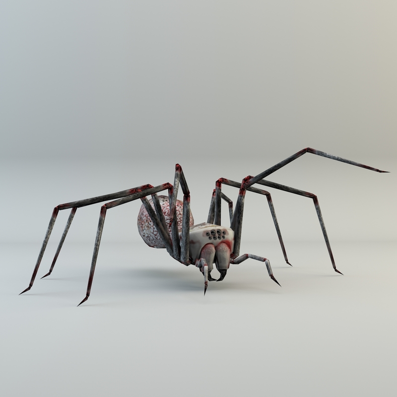 Free Spider 3d Model