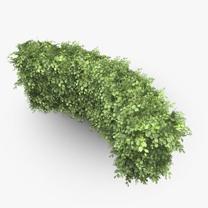 3d model curved common beech hedge