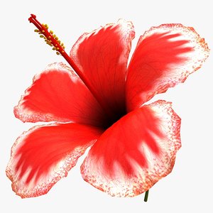 hibiscus flower s