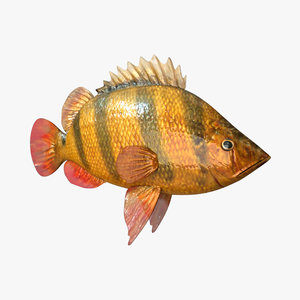 3dsmax tiger fish