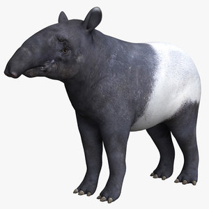 tapir boar mammal 3d model