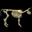 cow skeleton 3d max