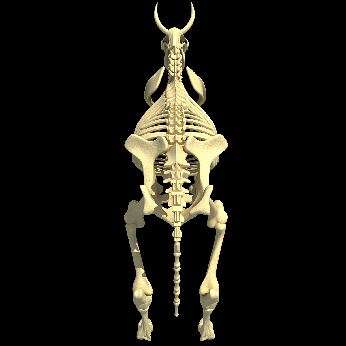 Cow Skeleton 3d Max