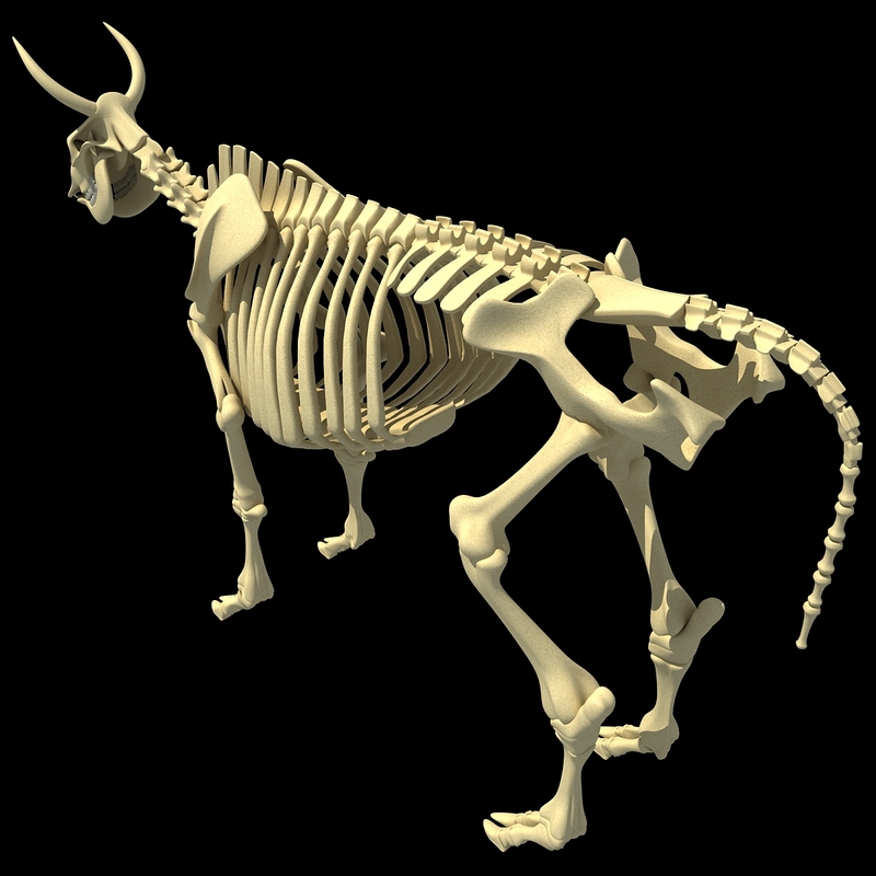 cow skeleton 3d max