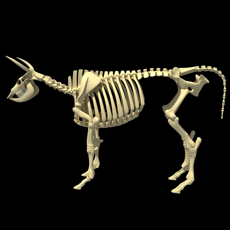 cow skeleton 3d max