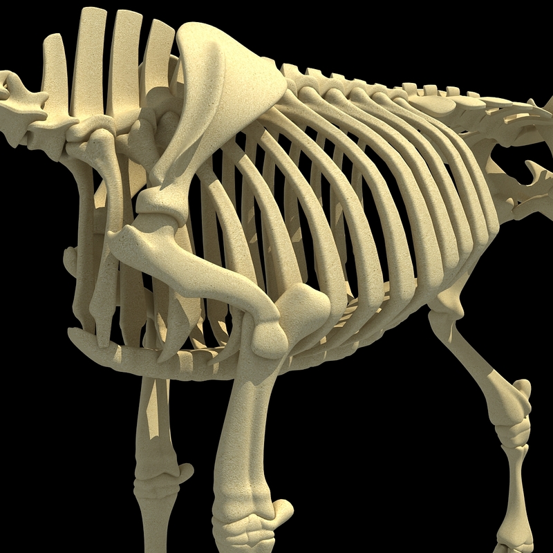 cow skeleton 3d max