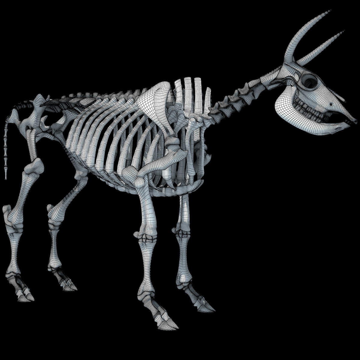 cow skeleton 3d max