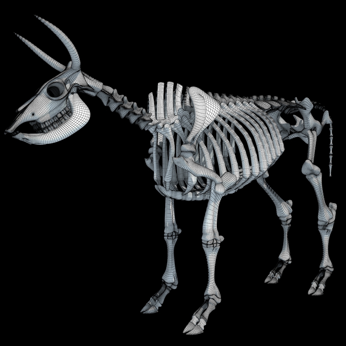 cow skeleton 3d max