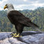3d rigged lightwave eagle