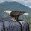 3d rigged lightwave eagle