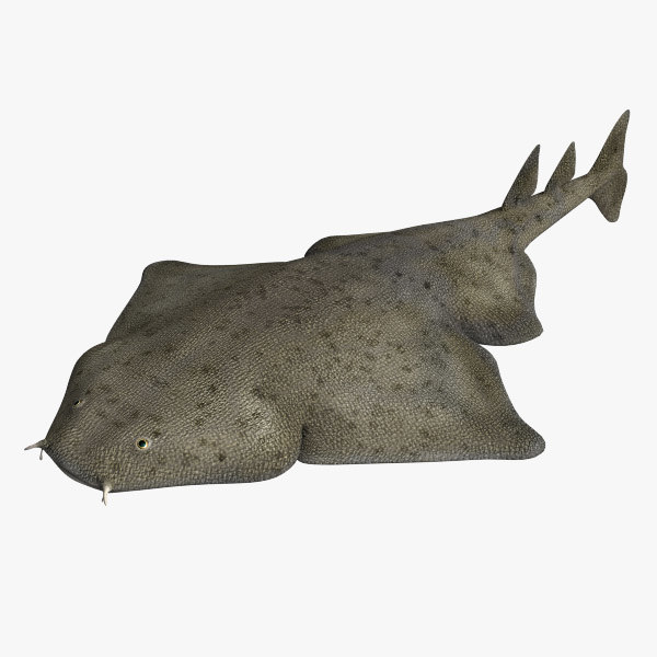 angel shark