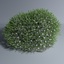 3d green xenia coral model