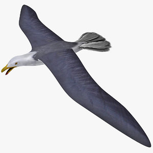 gull flying rigged 3d max
