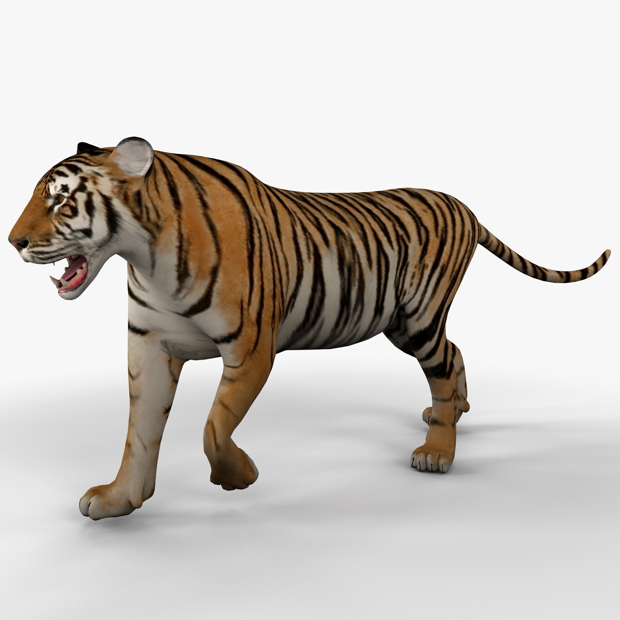 3d tiger 2 rigged animal model