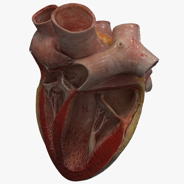 Мод на сердца. 3д модель сердца человека.