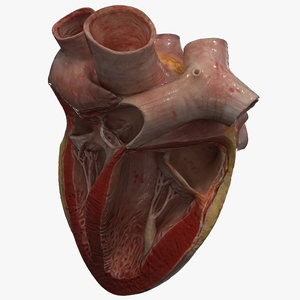 human heart 3ds