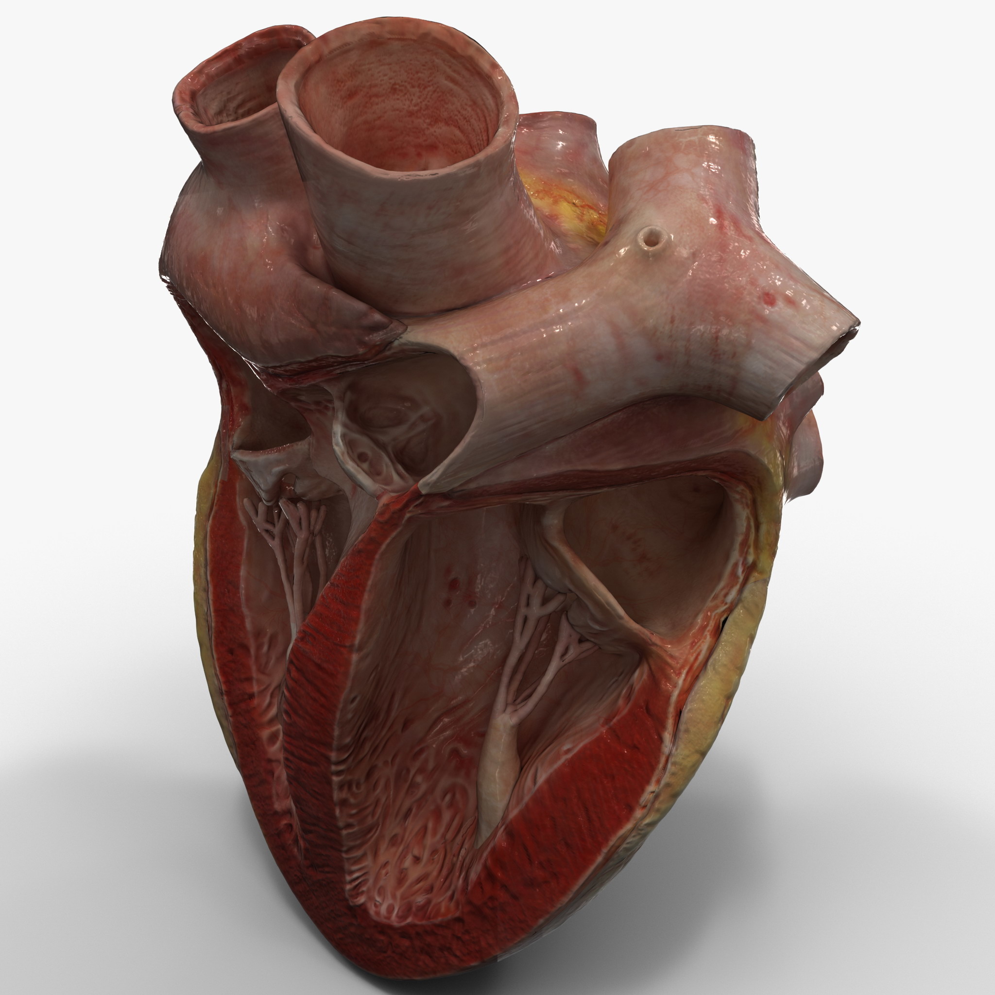 3д модель сердца человека