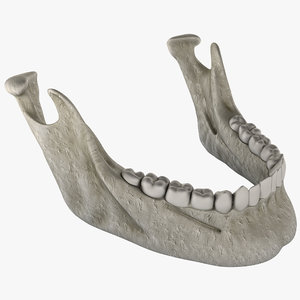 mandible bone 3d model