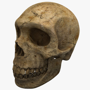 max neanderthal skull anatomy
