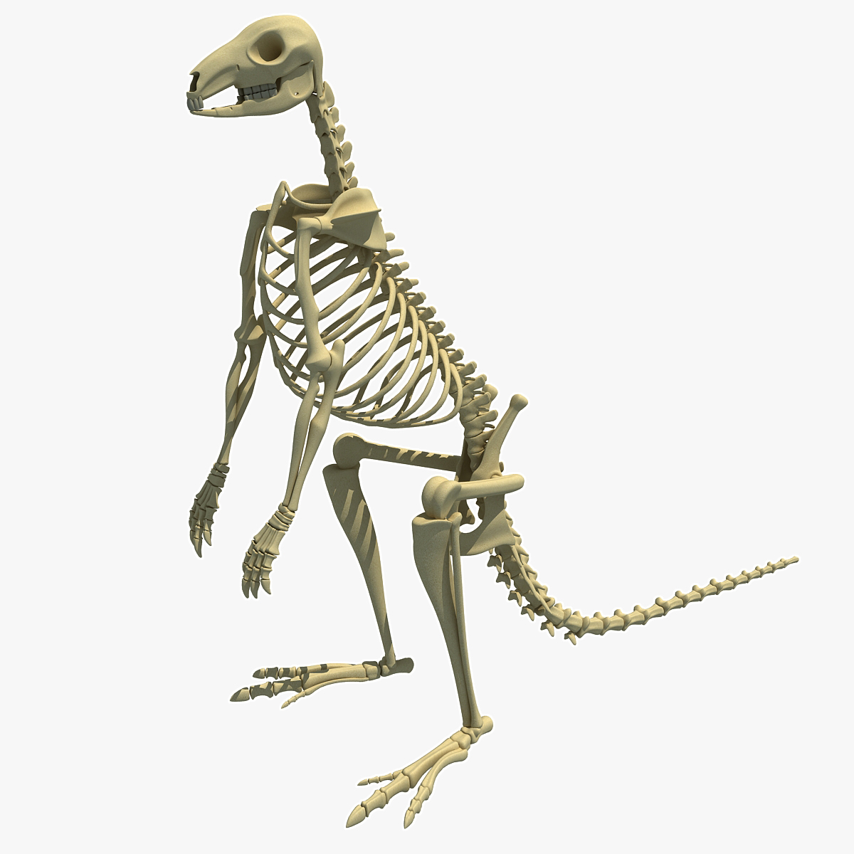 3ds max kangaroo skeleton