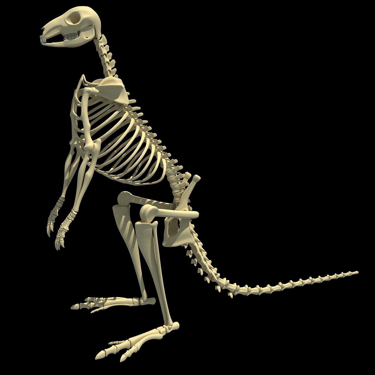3ds max kangaroo skeleton