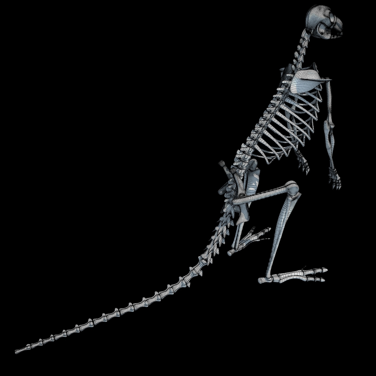 3ds max kangaroo skeleton