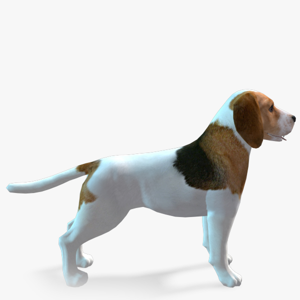 model of s dog beagle real-time