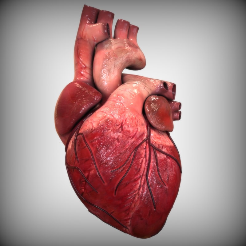 3d-model-heart-anatomy