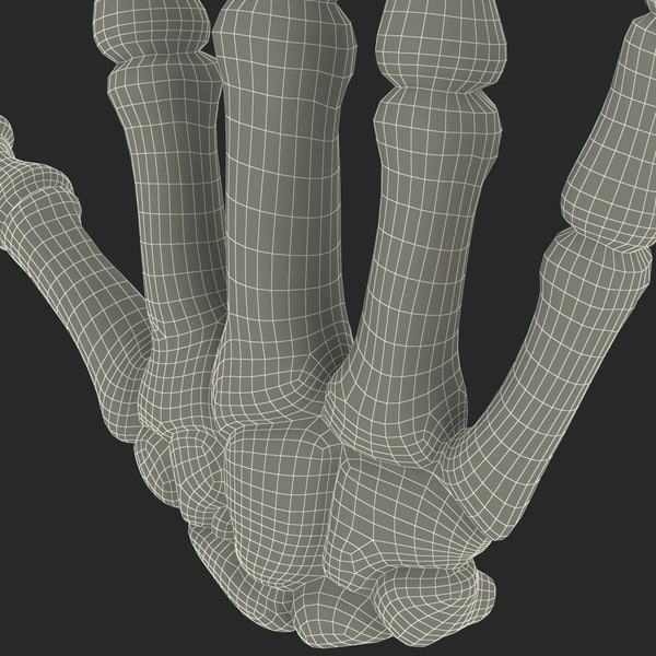 hand bones 3d model