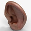 human ear 3ds