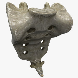 3d model tailbone bone