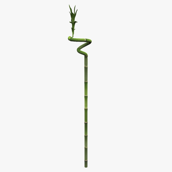 3d curly bamboo plant