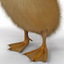 3d duckling 2 rigged model