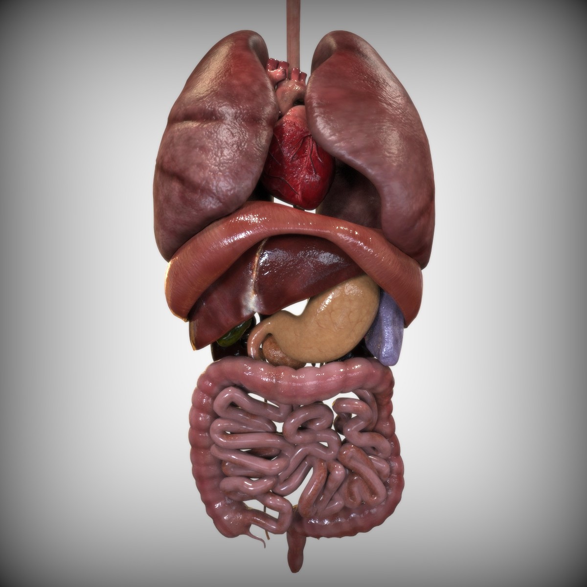 Male Internal Organs Anatomy / large Human Male Internal Organs 3D