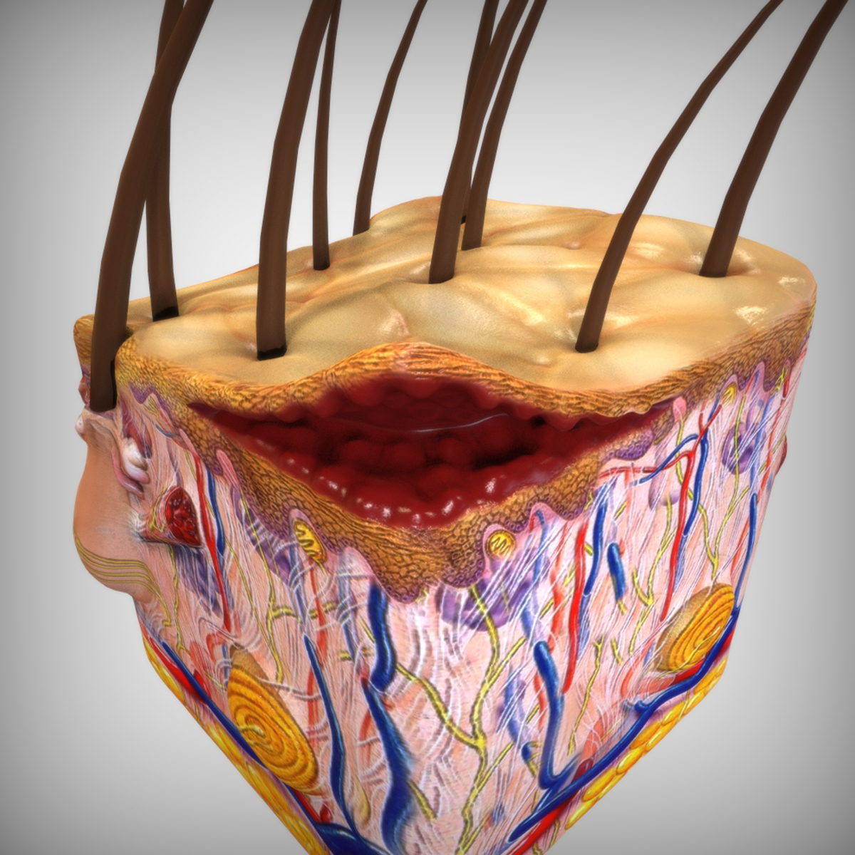 obj skin anatomy