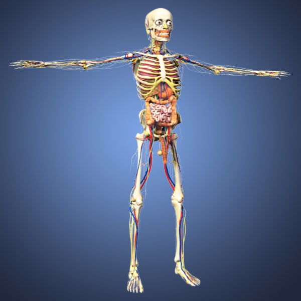 human male anatomy body 3d obj