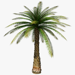 max palm tree