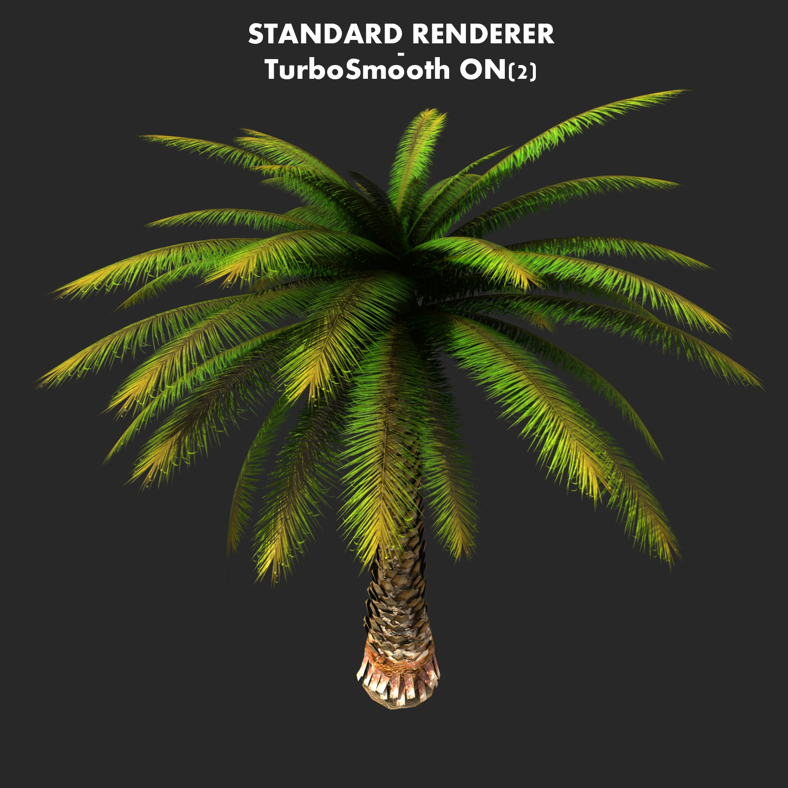 max palm tree