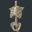 torso skeleton 3d 3ds