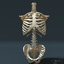torso skeleton 3d 3ds