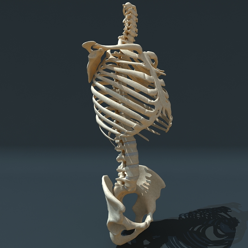 torso skeleton 3d 3ds