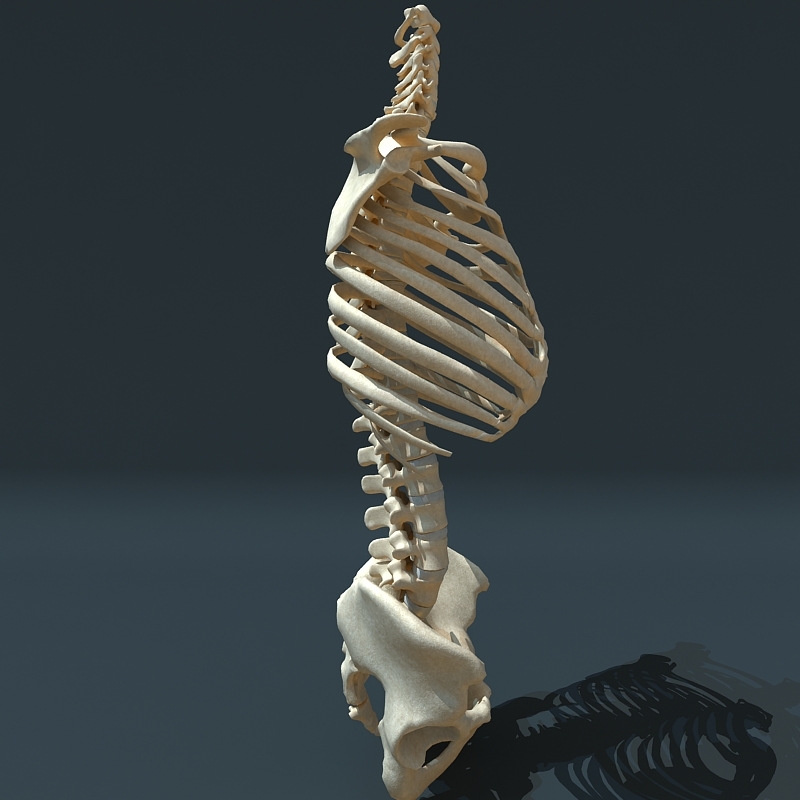 torso skeleton 3d 3ds